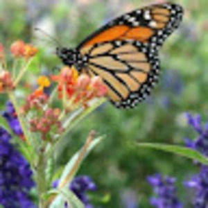 Meet your Posher, Kylei